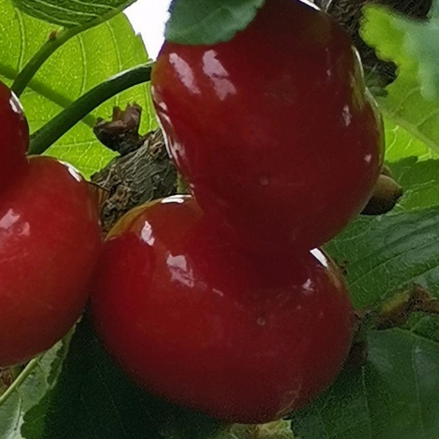 一只冰凉的小手