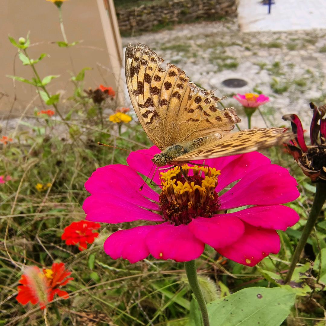 银狐（家政保洁）