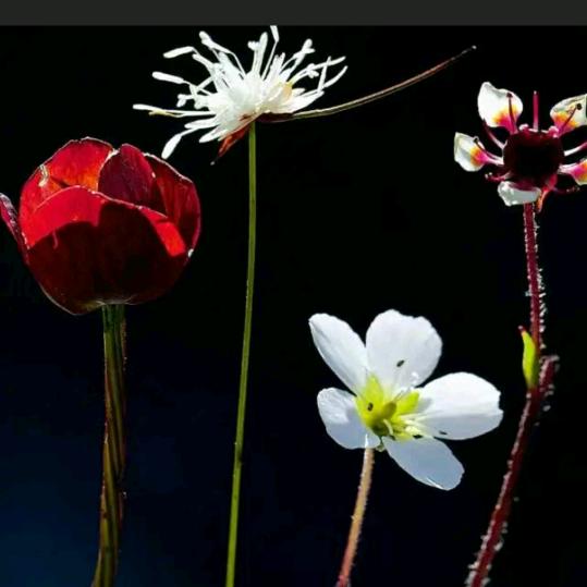 彼岸花🌺