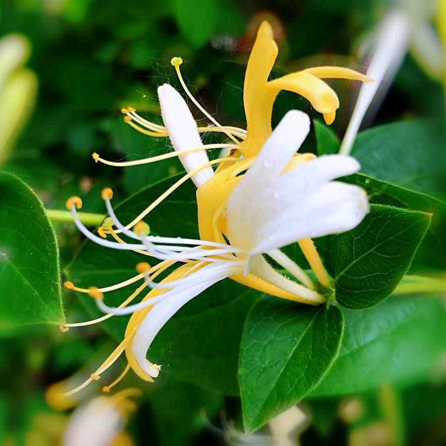 珍珠翡翠白玉汤