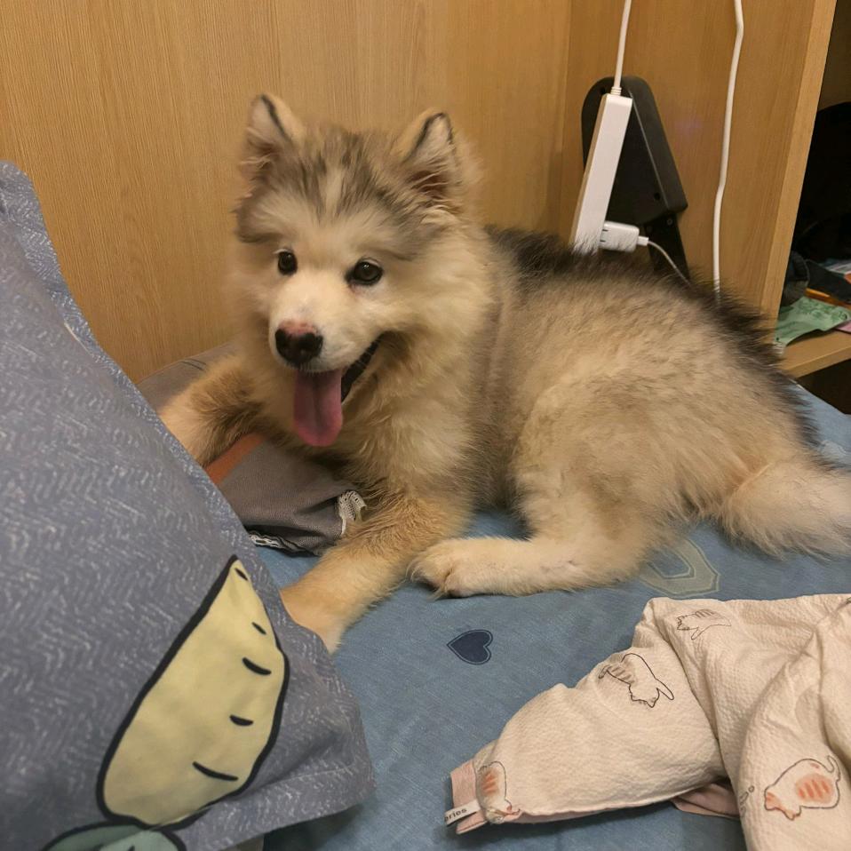 球球是只阿拉斯加