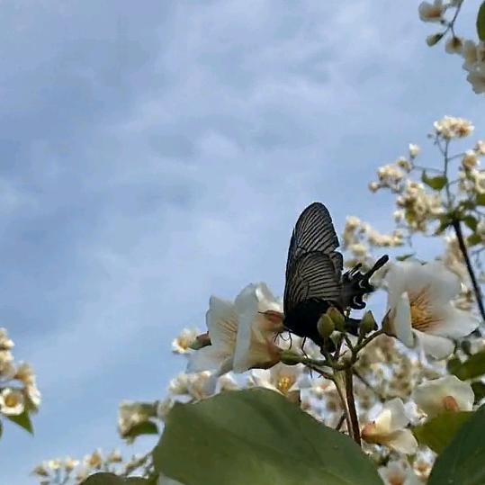 土豆还是洋芋ヾ(❀╹◡╹)ﾉﾞ❀~