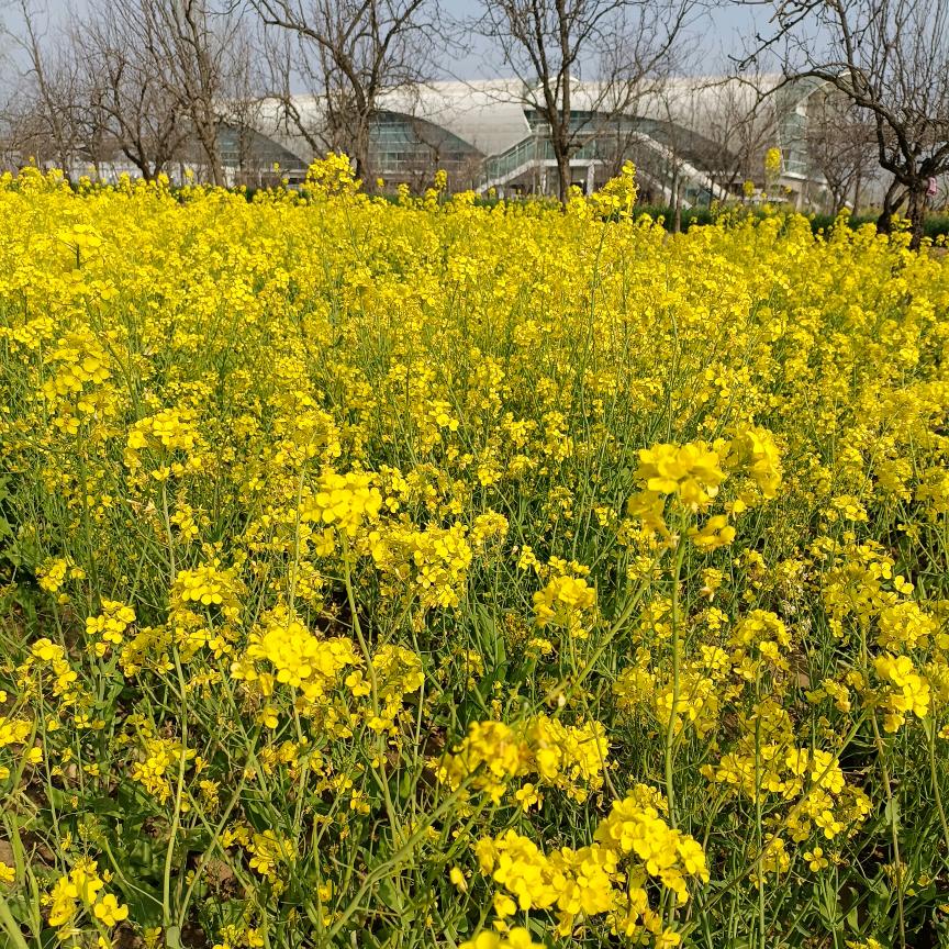 平安快乐小老头