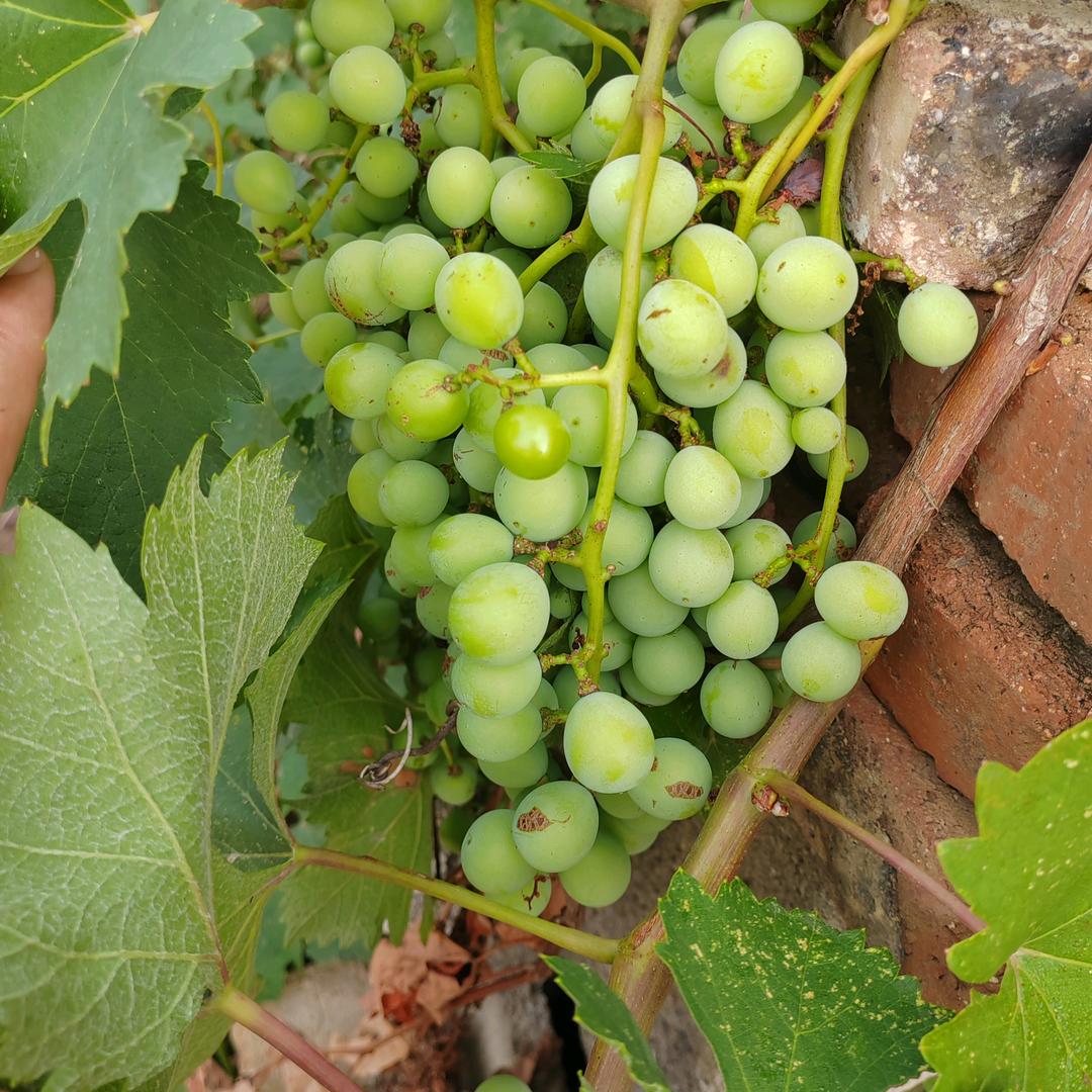 我家的“小晞晗”