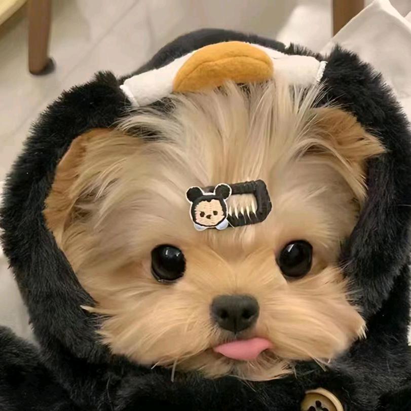 马铃薯味的土豆🥔