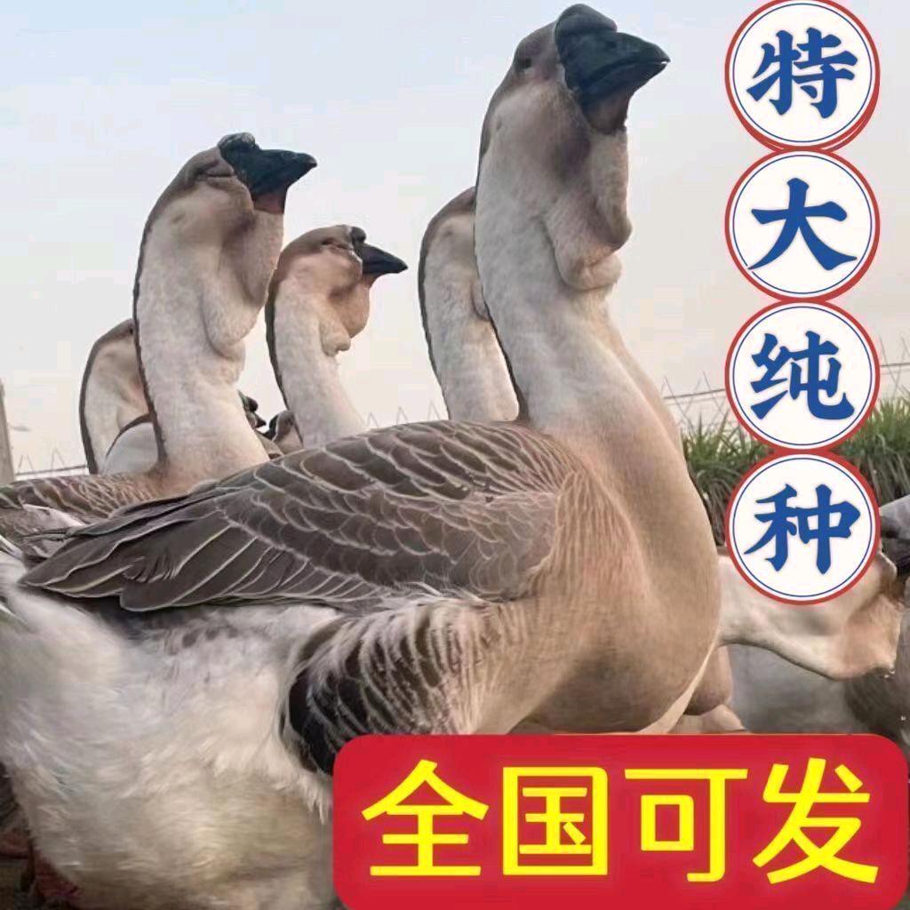 鸡鸭鹅孵化养殖场