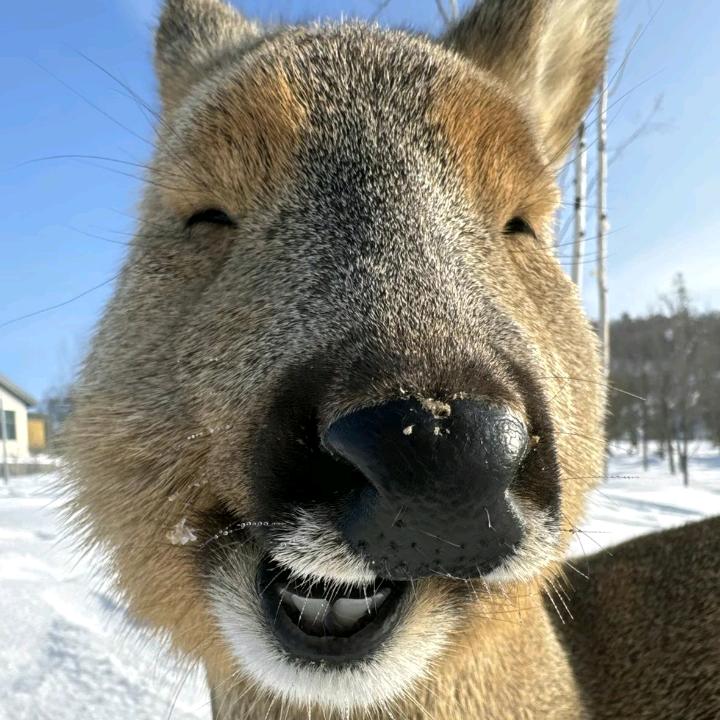 王二锤