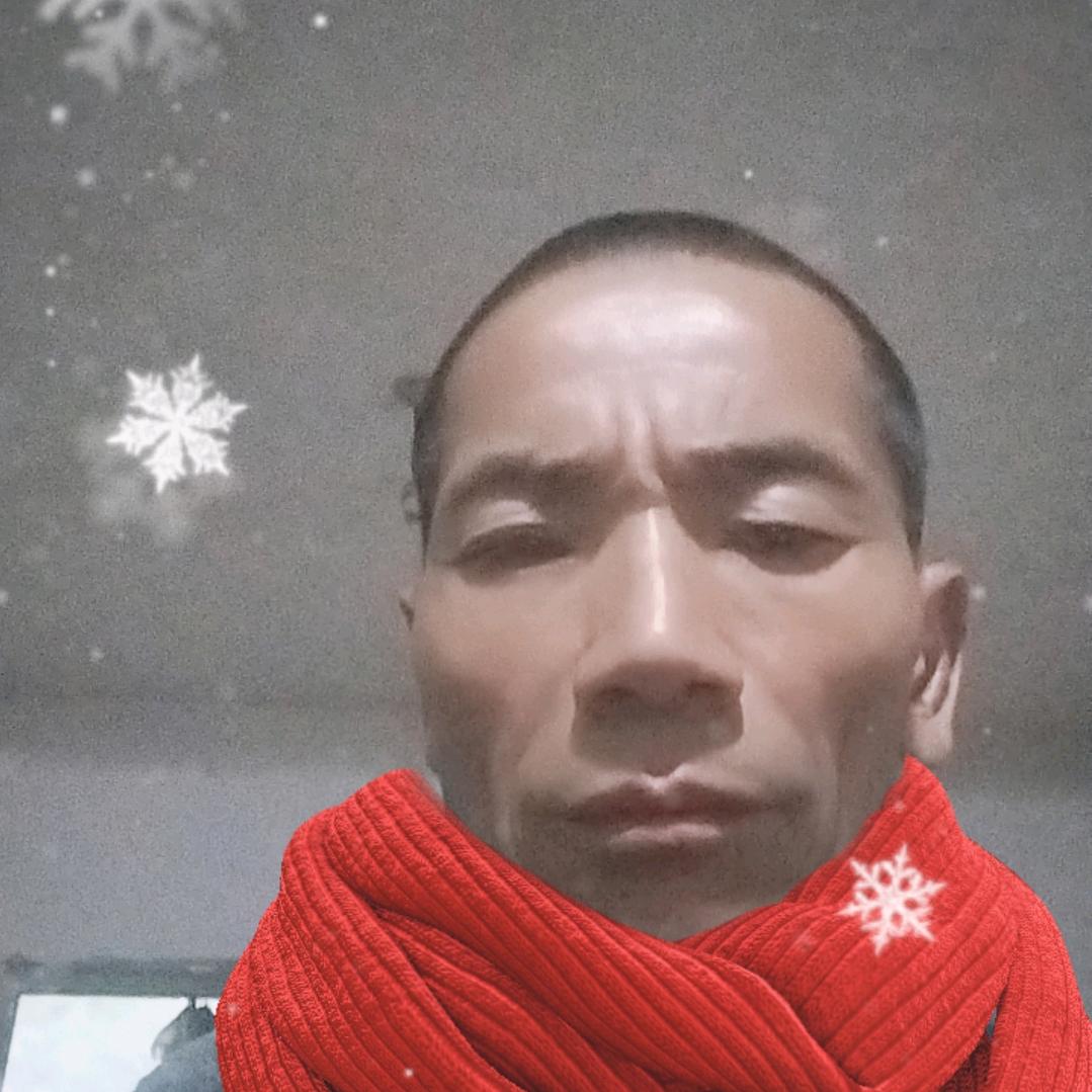 成群马蚁