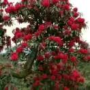杜鹃花