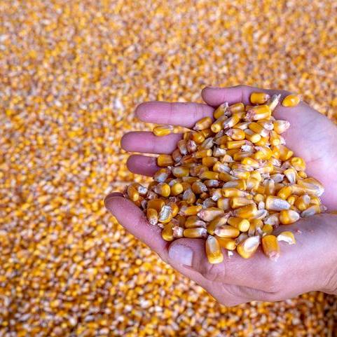 淇县智欣粮食仓储中心