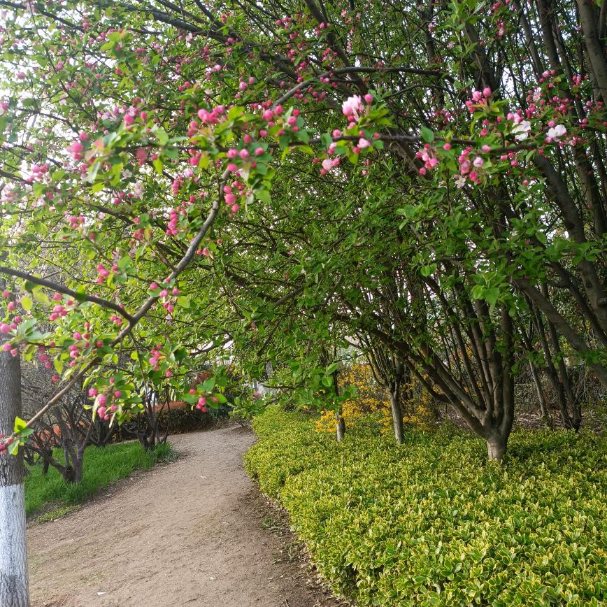 油菜花