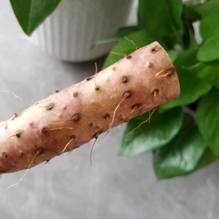 专业销售温县垆土铁棍山药