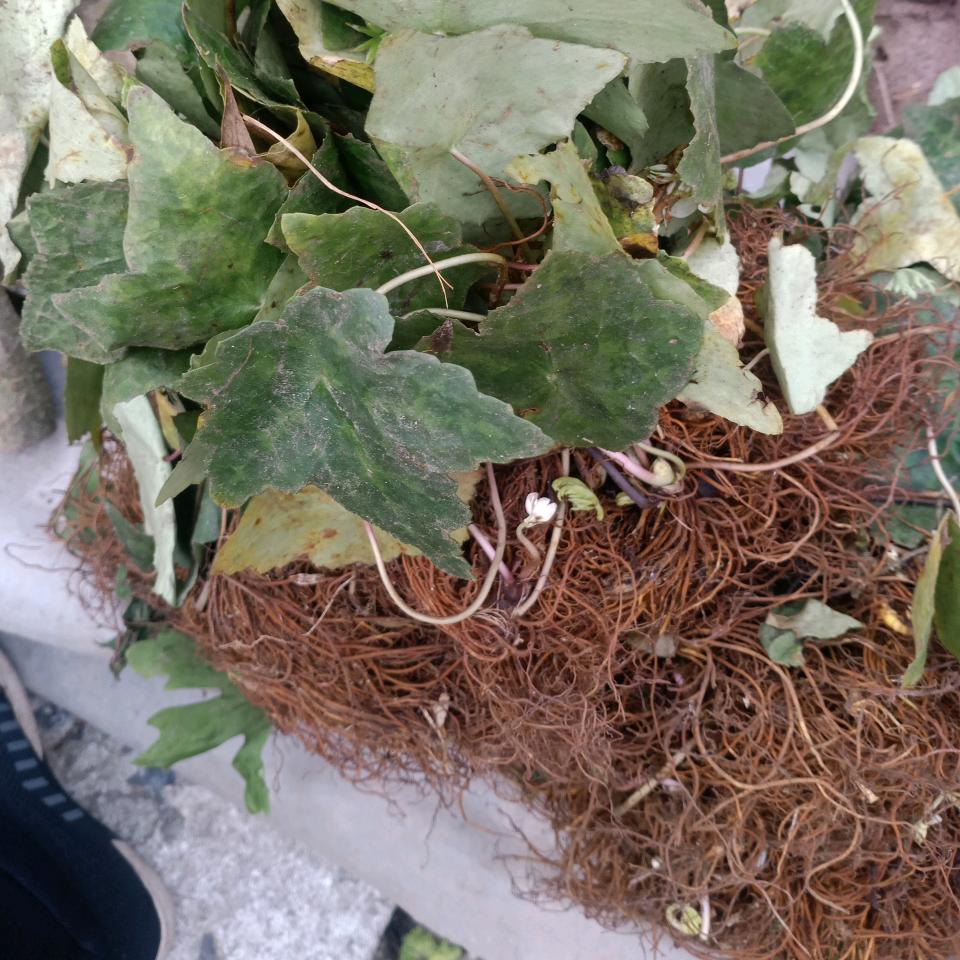 贵州黔匀白草堂