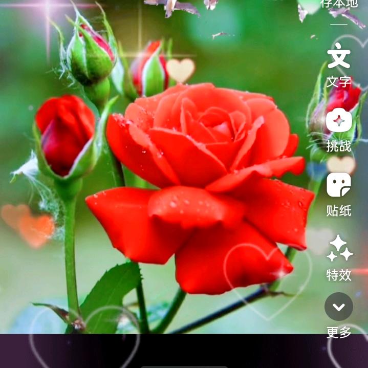 花好月圆🌹🍁🍎