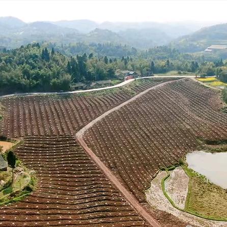 @小李家.百亩柑橘园