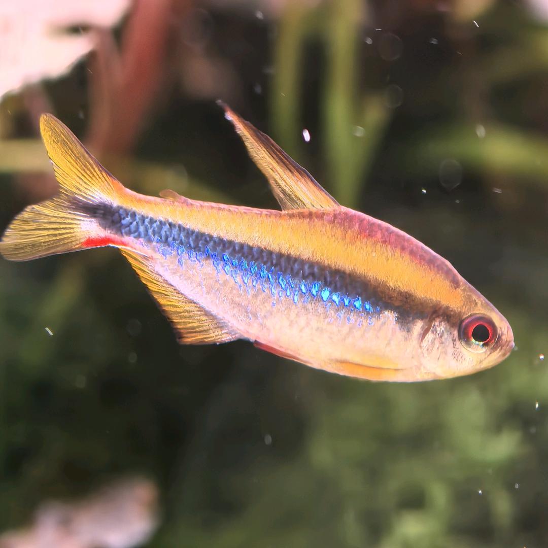 箭痴