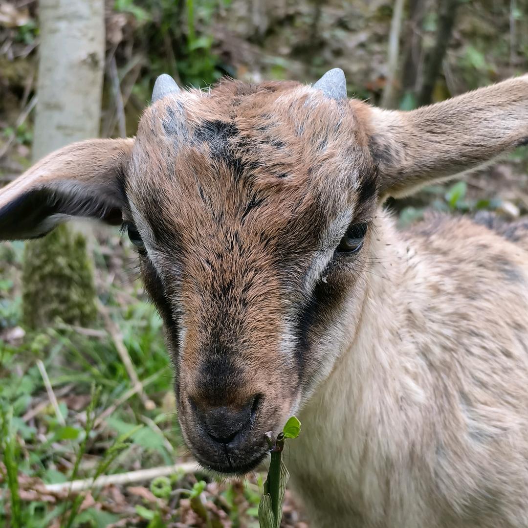 @咩咩🐏
