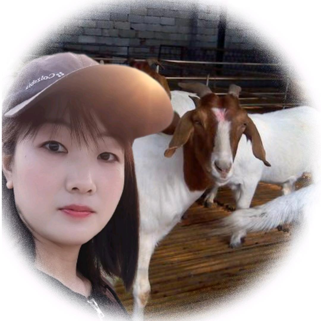 与羊为友(橱窗有好物)