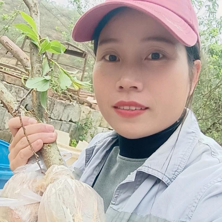 li小五银妃三华李果园直销