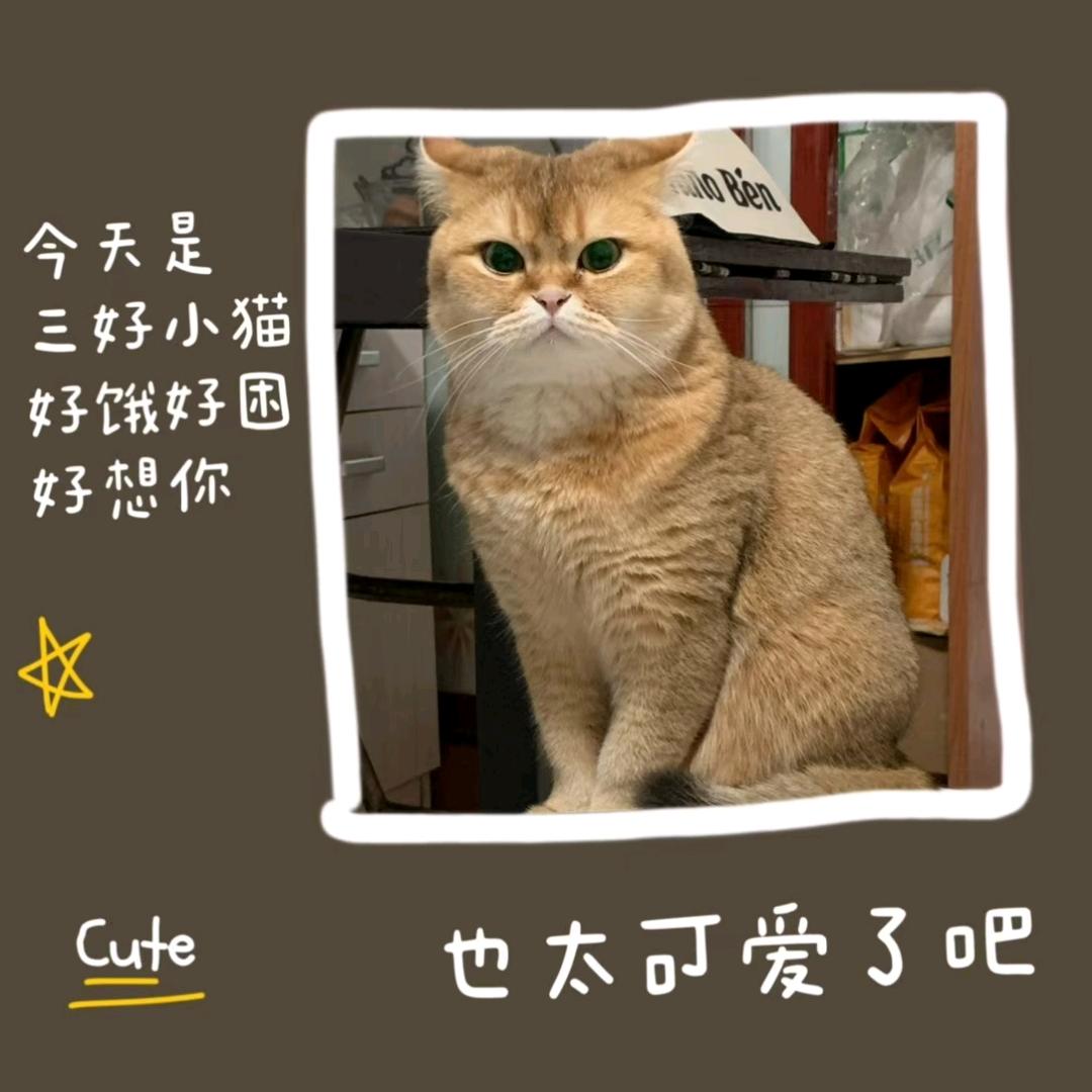 ʚ草莓泡泡糖ɞ⁶·⁷🦖