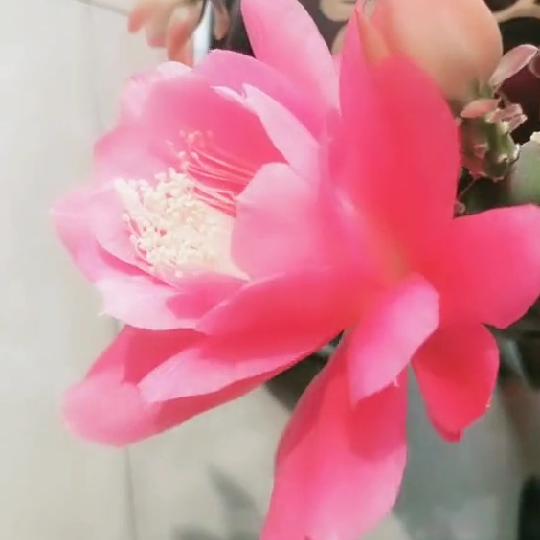 飘雪的季节