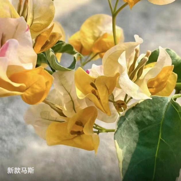 温江三角梅基地
