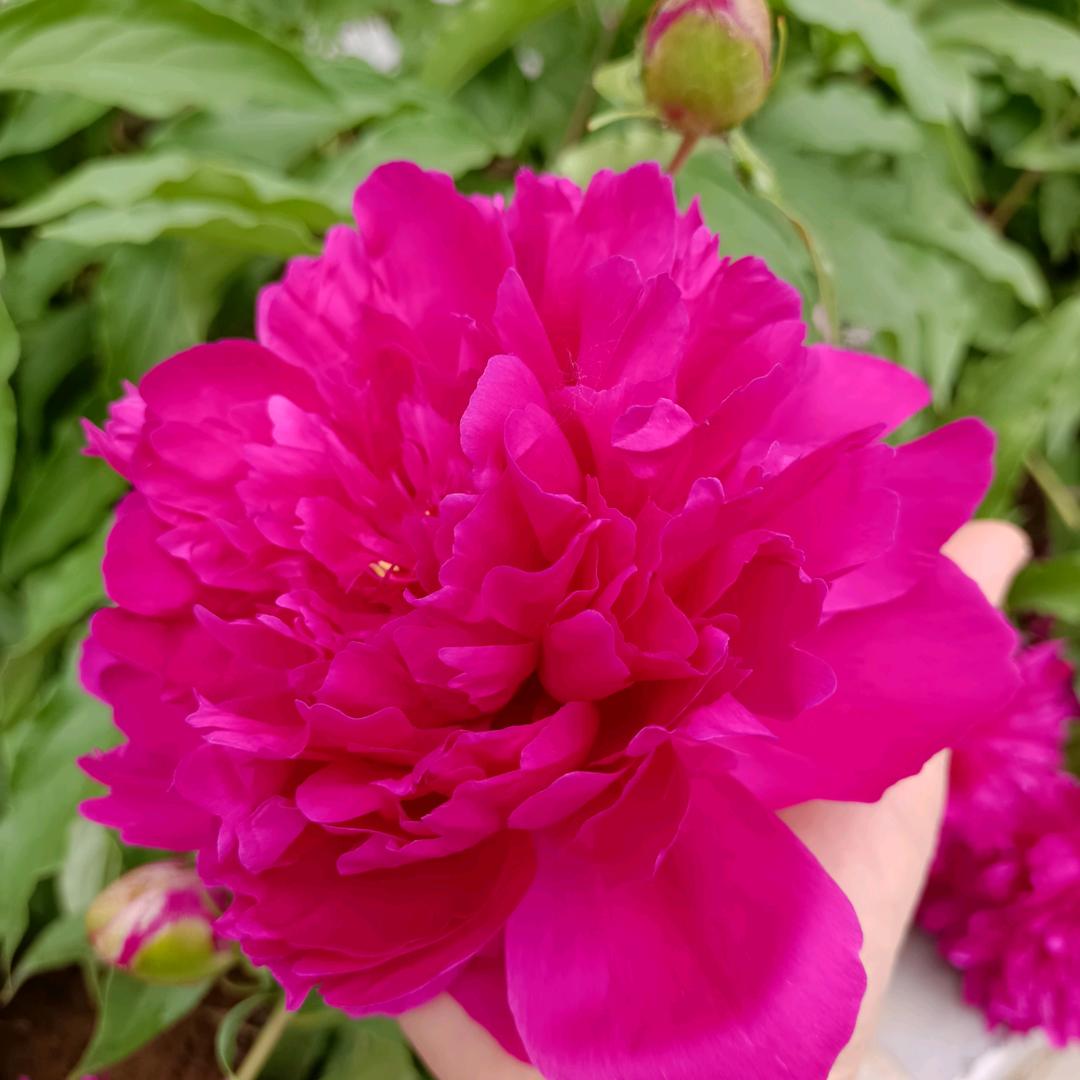 无忧无虑的六0后