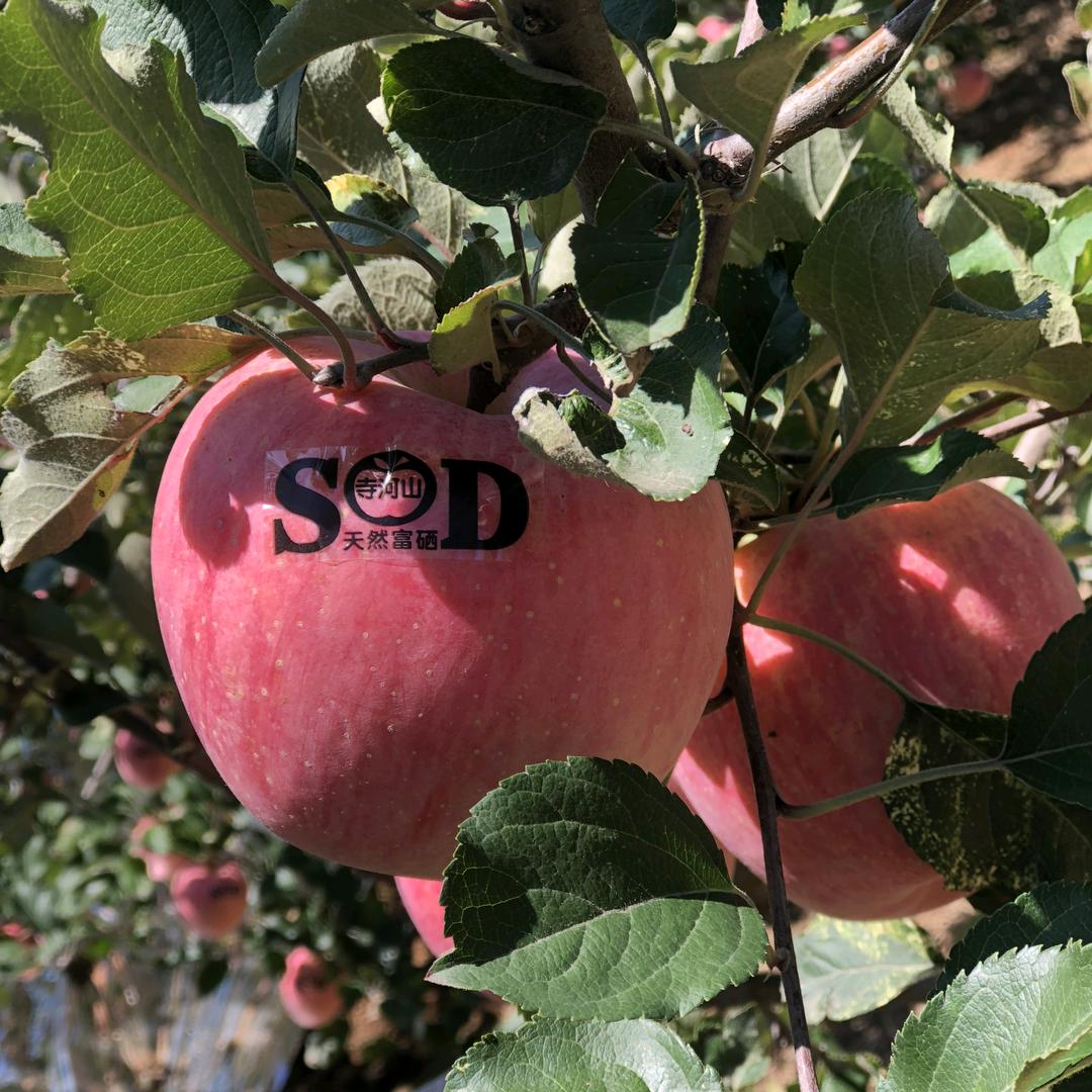 卖苹果🍎的小哥