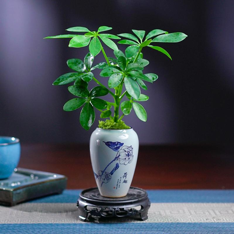 源品桌面小盆栽