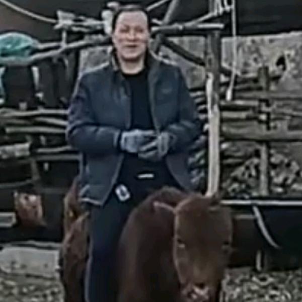 庆阳黄刺玫直销赵彦刚