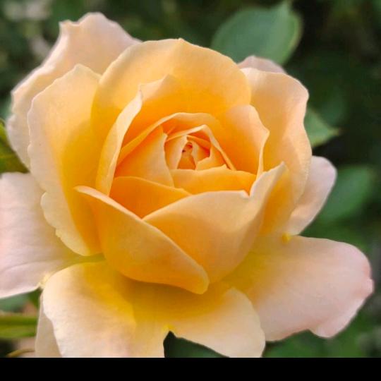 💝💞美娇💞💝