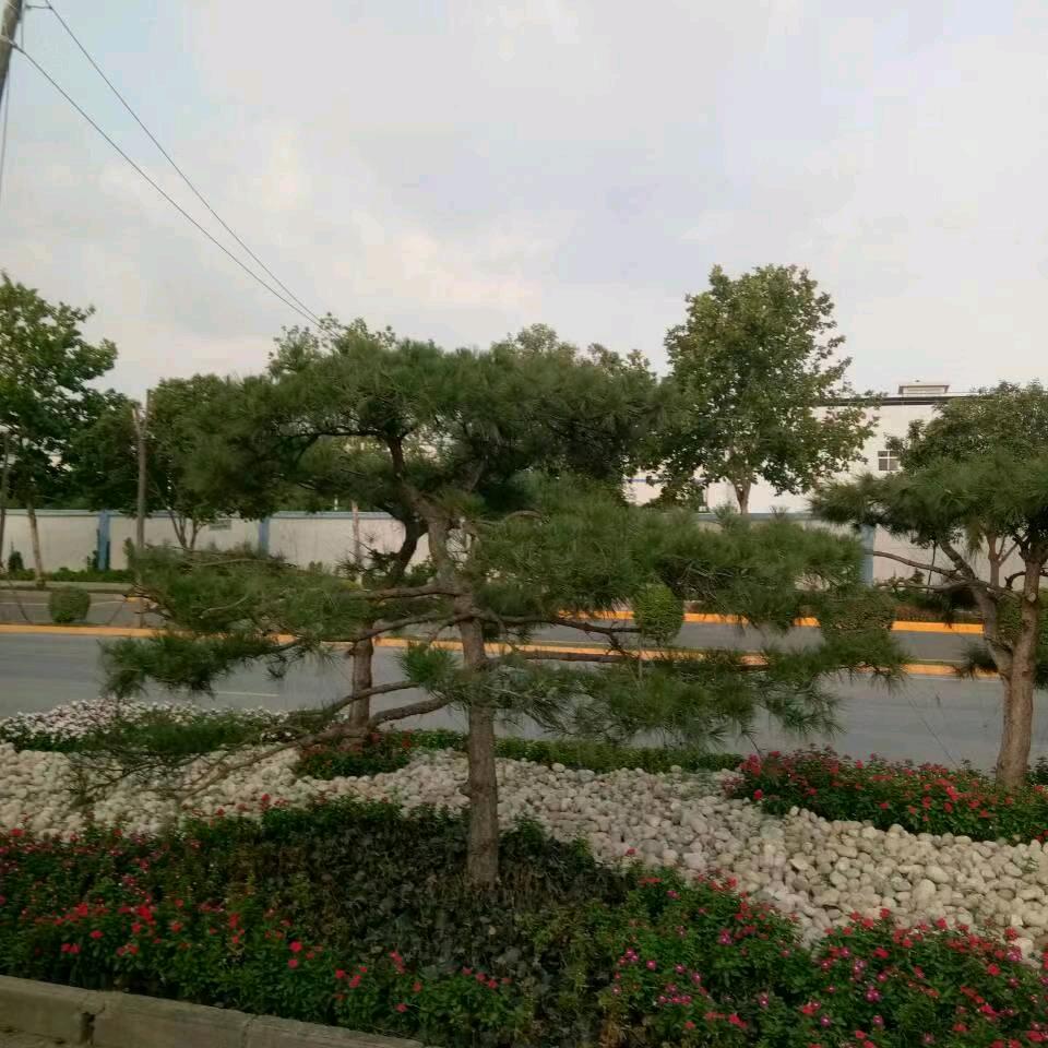 李华