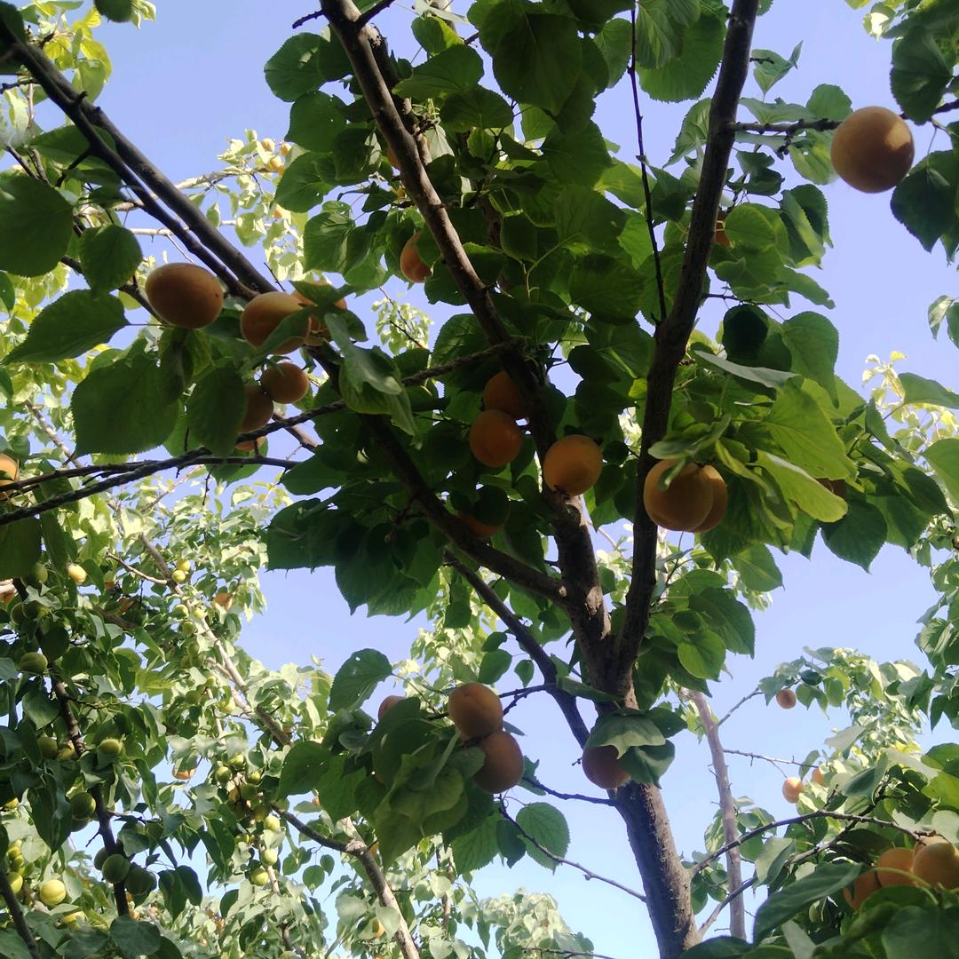 黑枸杞批发