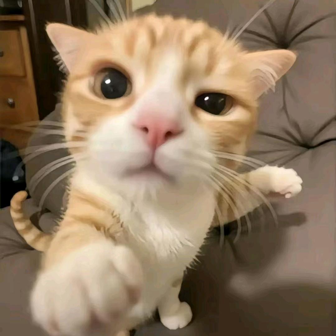 猫meme的人生