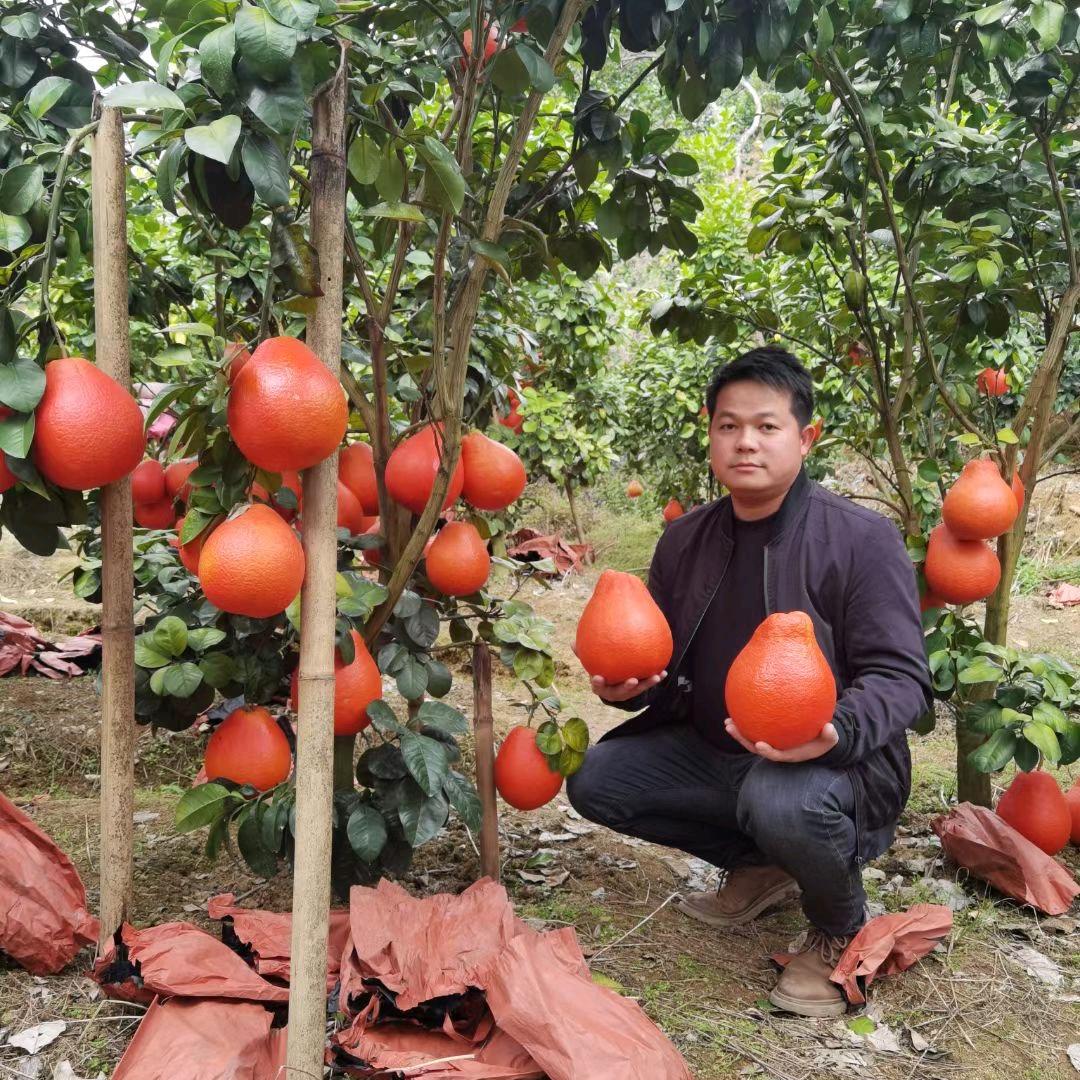 花月农业广西果树苗木专卖店