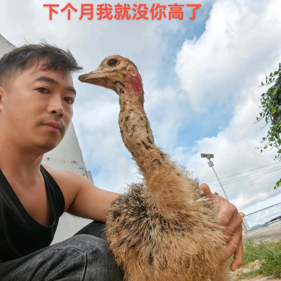 云南砚山鸵鸟养殖
