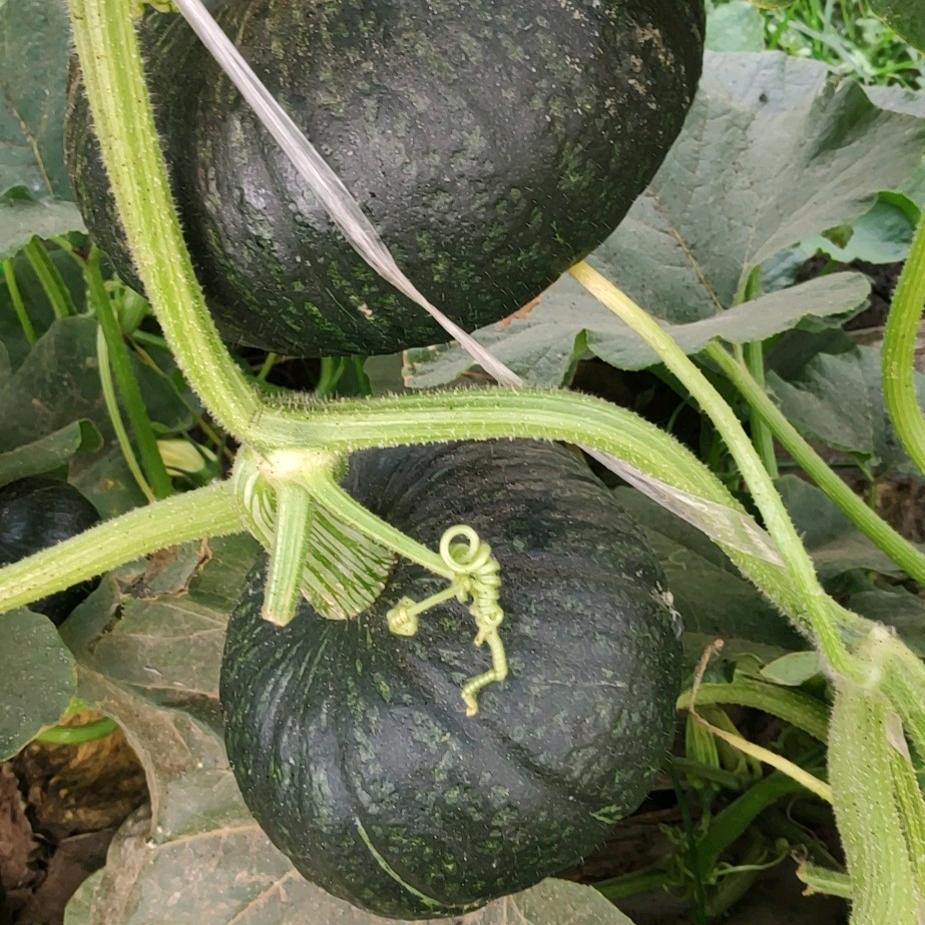 农民娟子首播晚上7：30