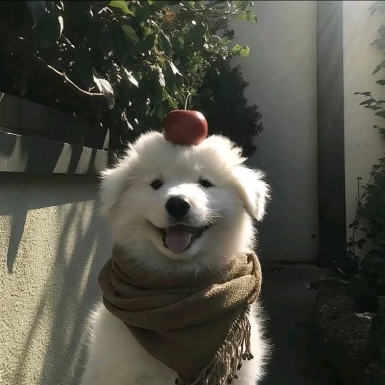 秋美