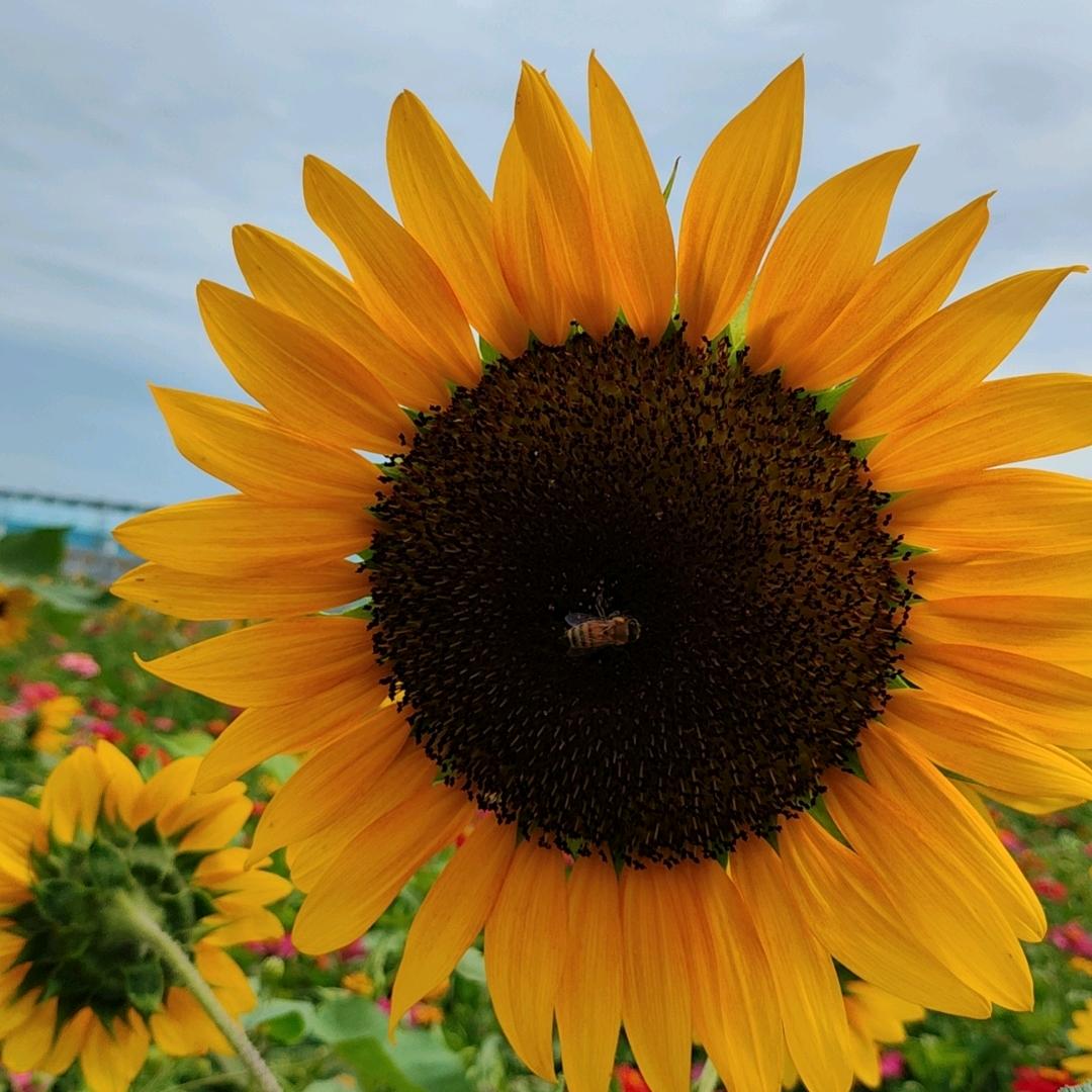 清清甜心小铺aq7