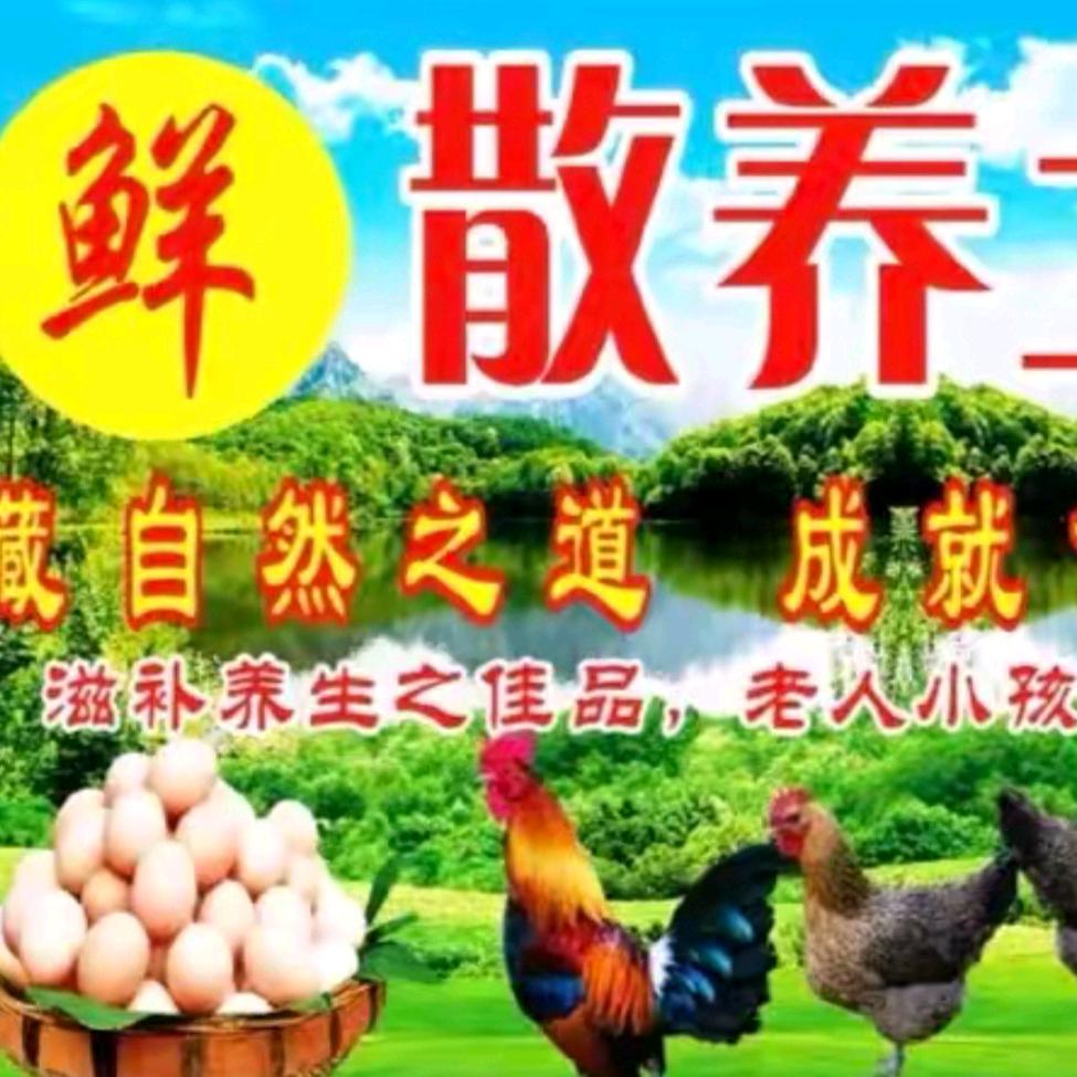 AAA散养土鸡批发镖老板