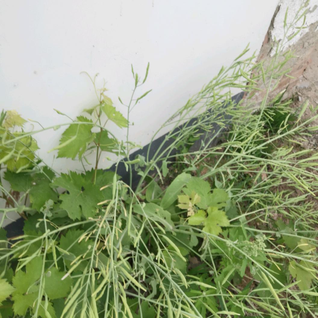 大宝和多多的日常