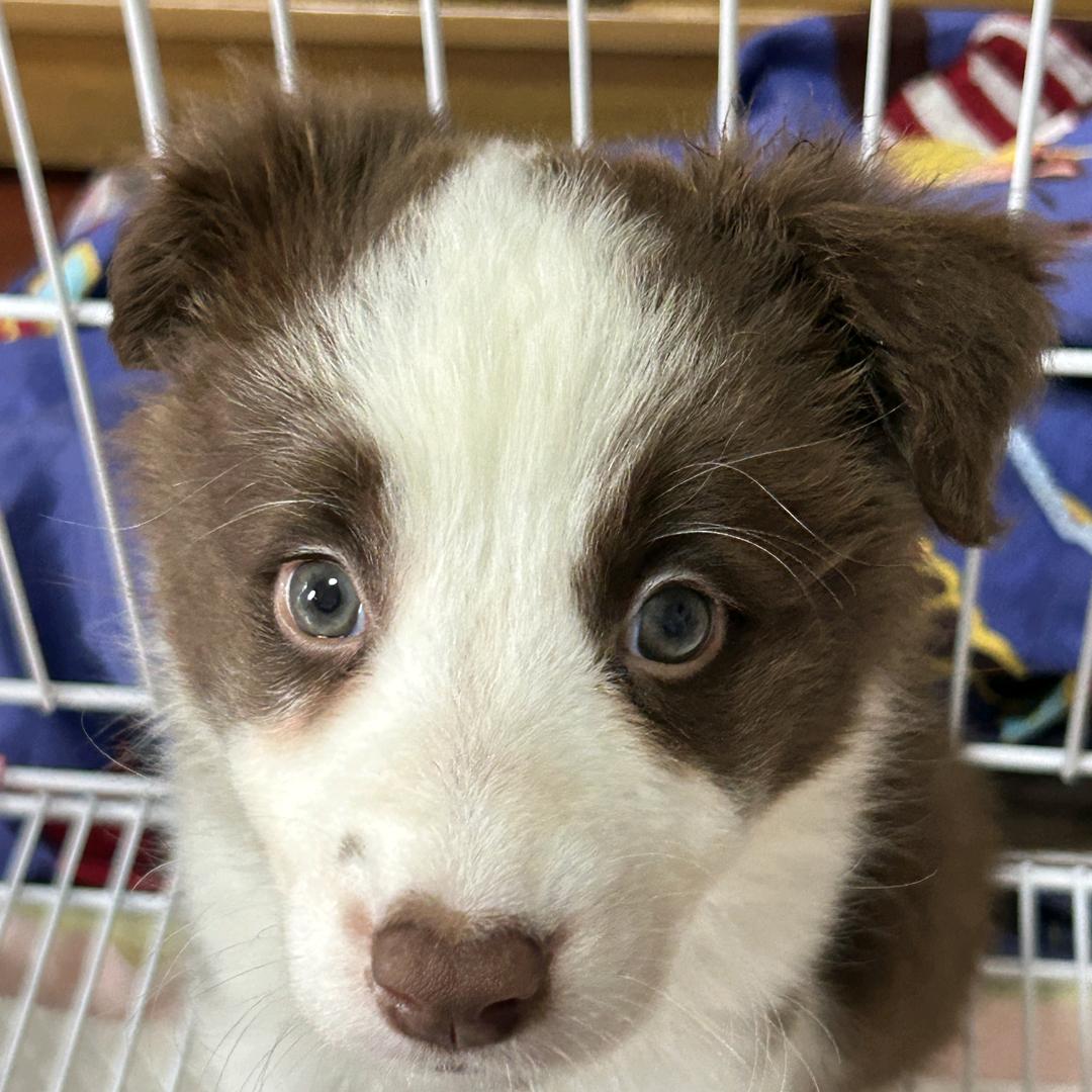 小园香径独徘徊