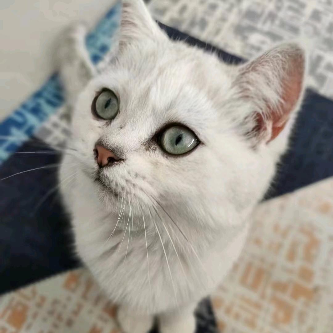 二叔的猫
