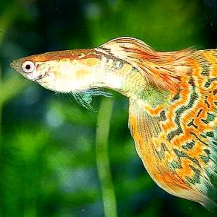 寒🐟(๑˃̵ᴗ˂̵)⛄️