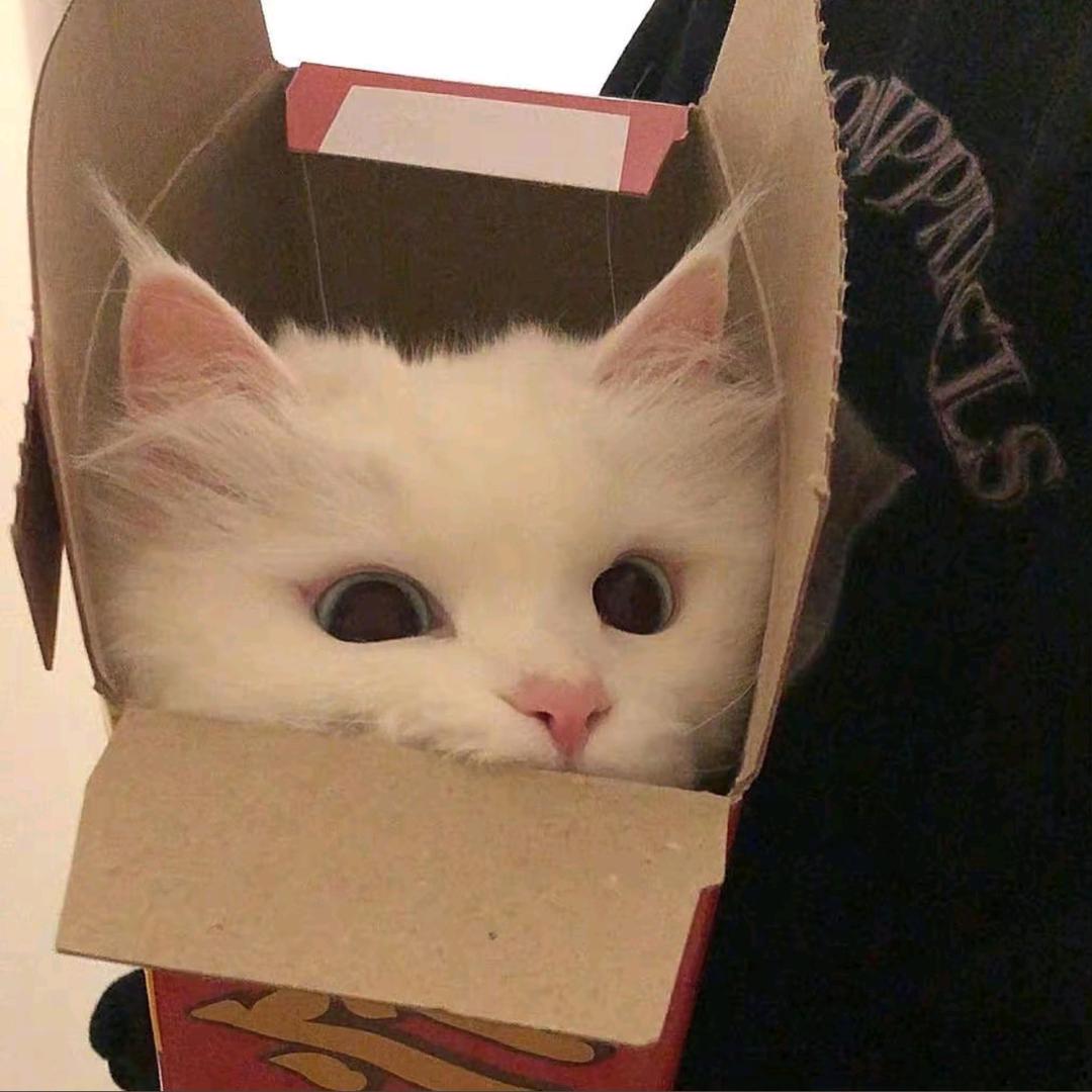 cici的