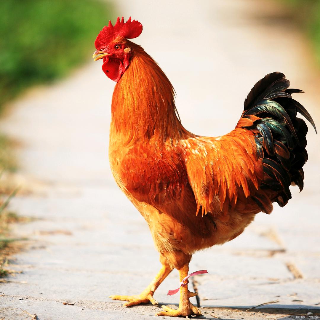 公鸡哥生态养殖乐园