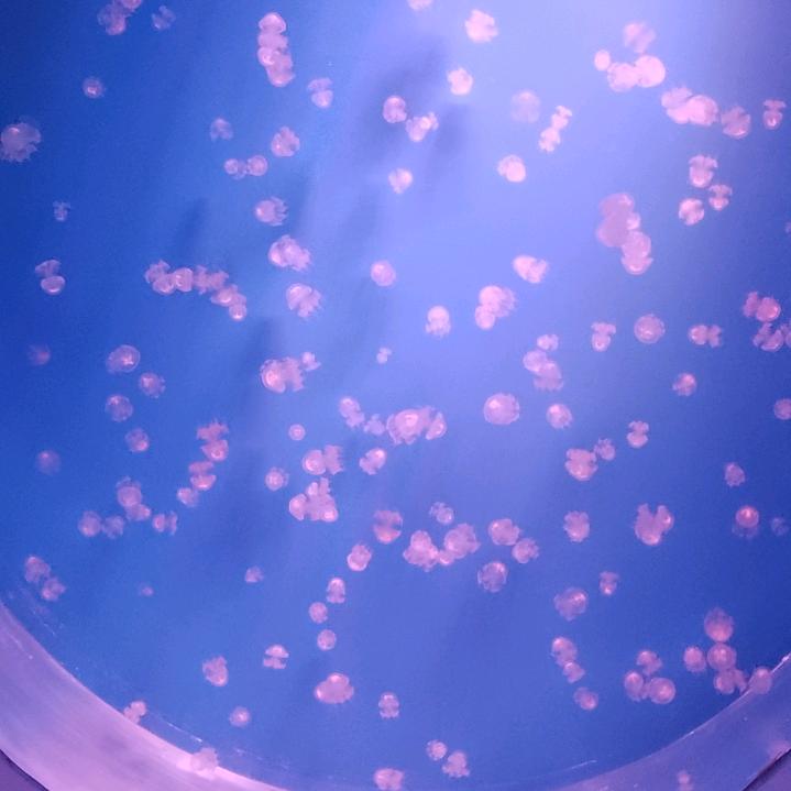 空心菜