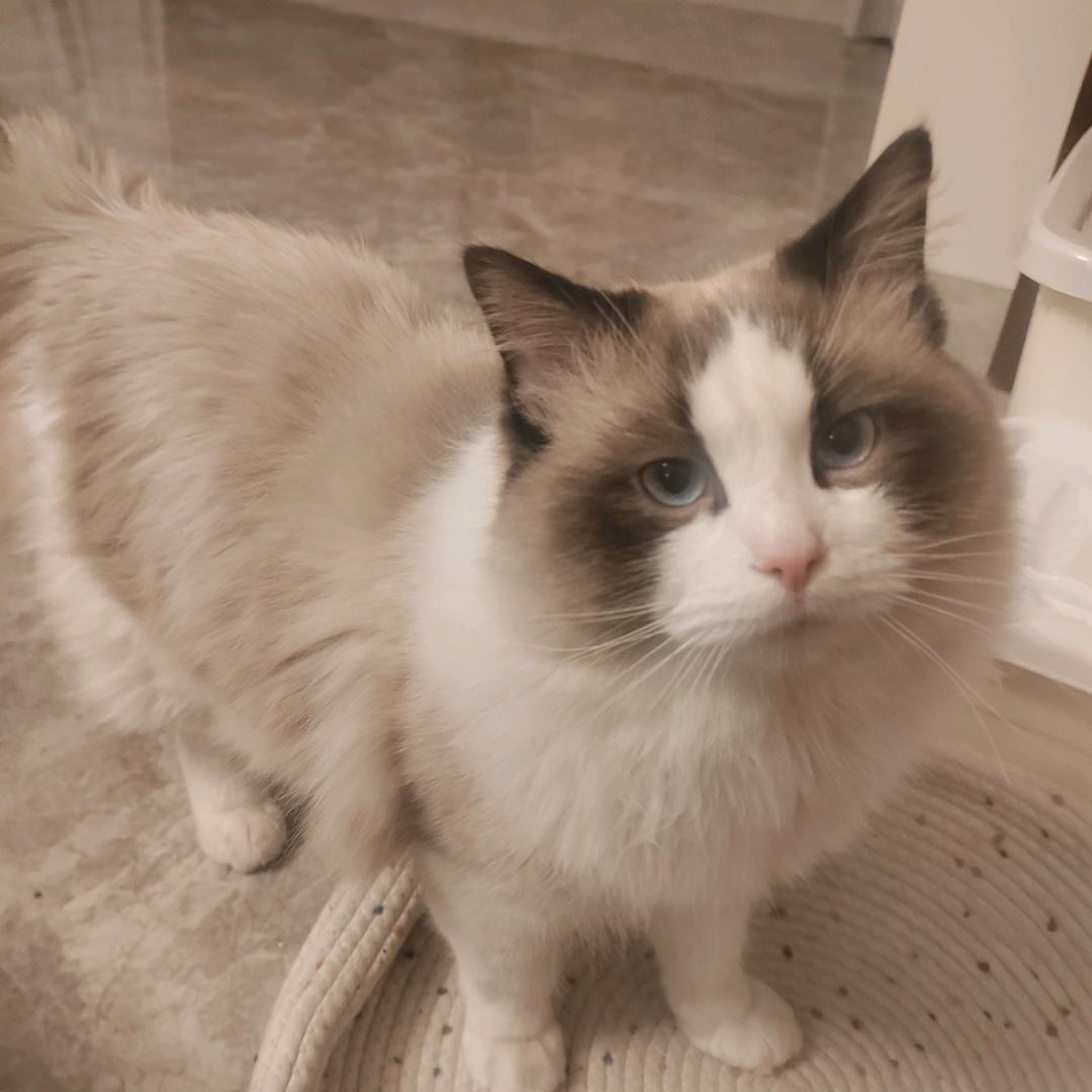 丁满的癫癫饲养员