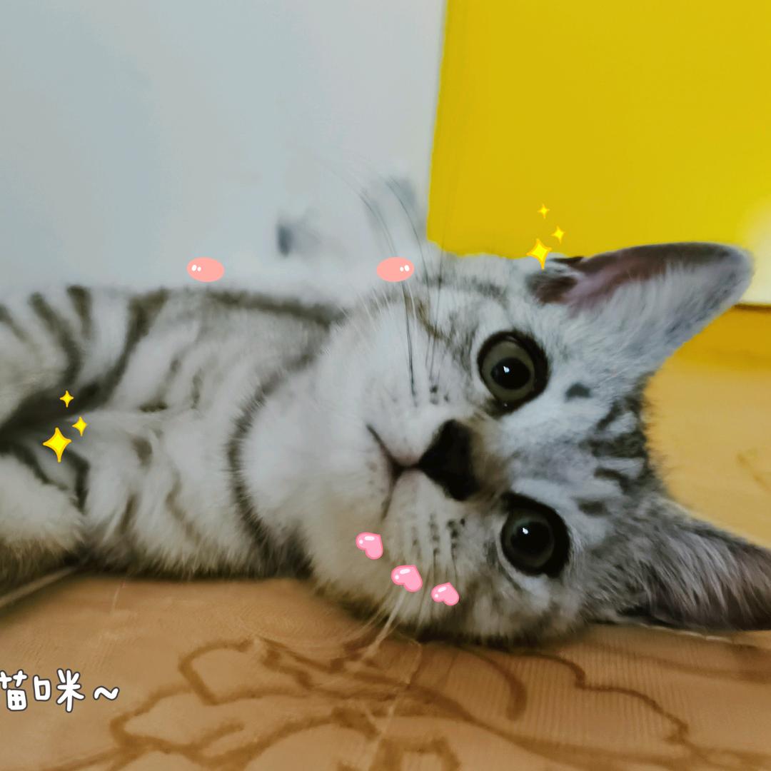 美美和三皮🍒໒꒰ྀི ⌯’ㅅ’⌯ ꒱ྀ