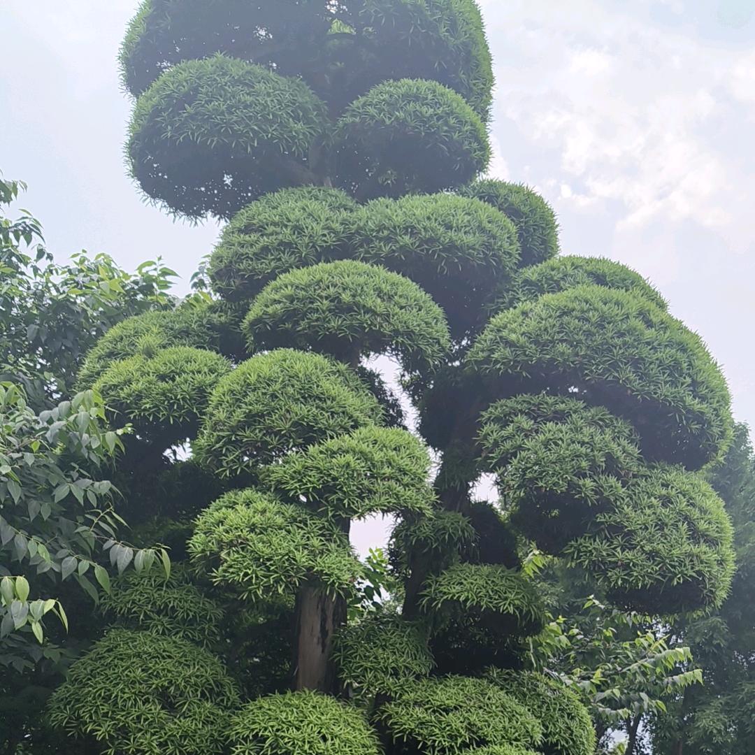 苗农人香樟树 🌲🌲